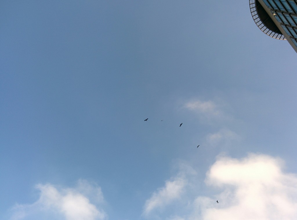 Eagles circling the park