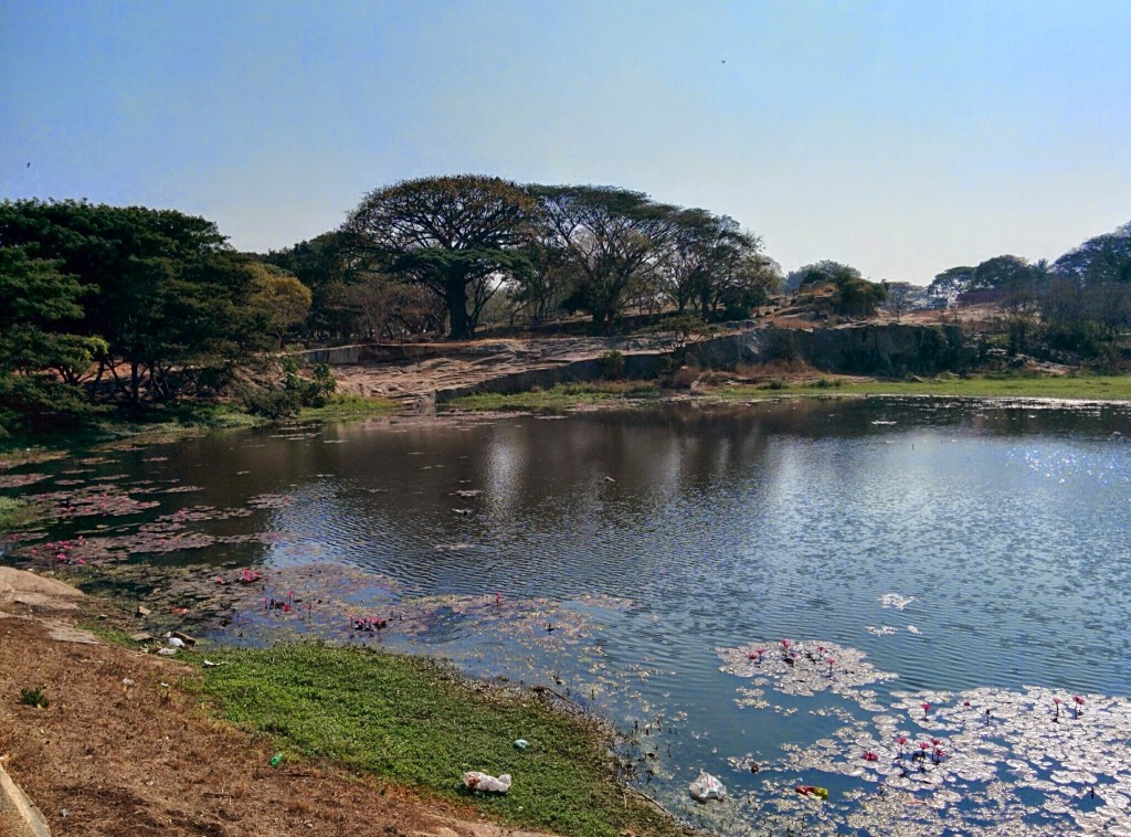 Lotus flowers on the lake