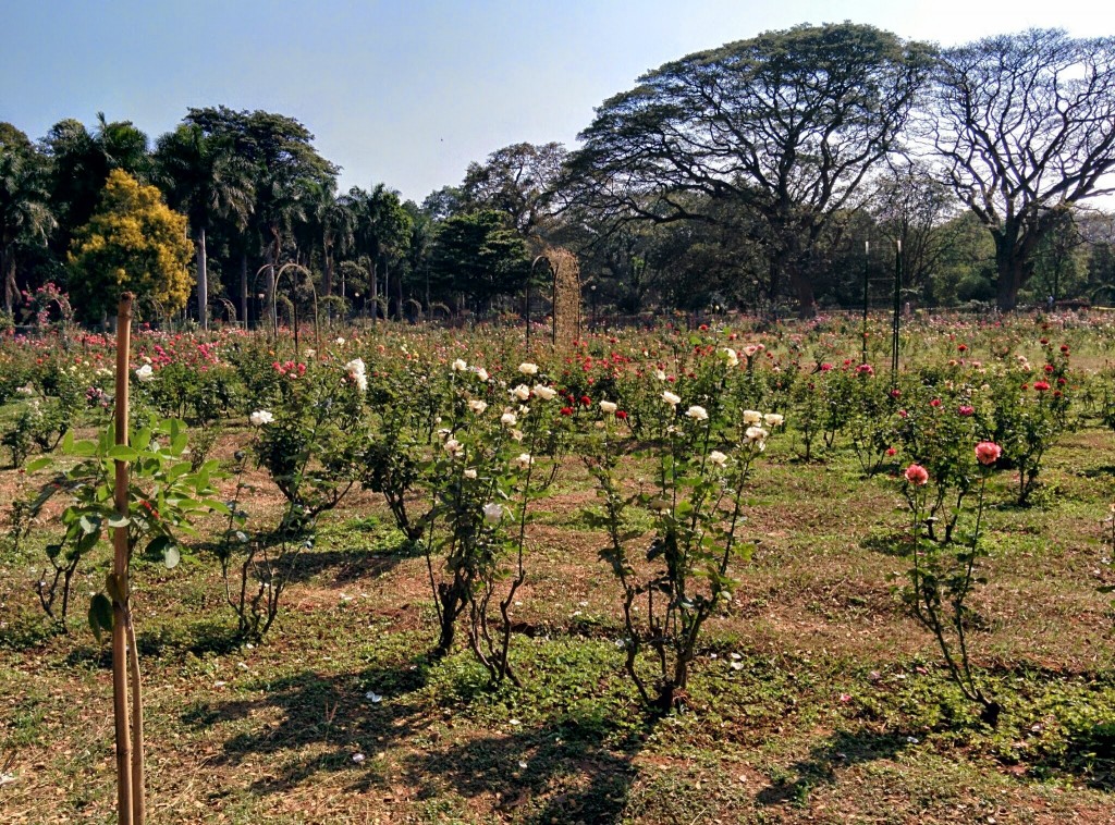 White roses, thriving, obviously